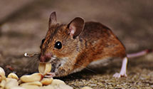 24 Hour & Emergency Exterminators in Elkfork, KY